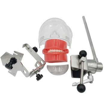 Jednostavan model glave Primjenjuje za modeliranje usne šupljine trening je fiksiran na zubarskom stolcu za bilo koju poziciju prakse